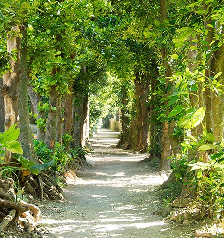 備瀬のフクギ並木(沖縄県本部町)